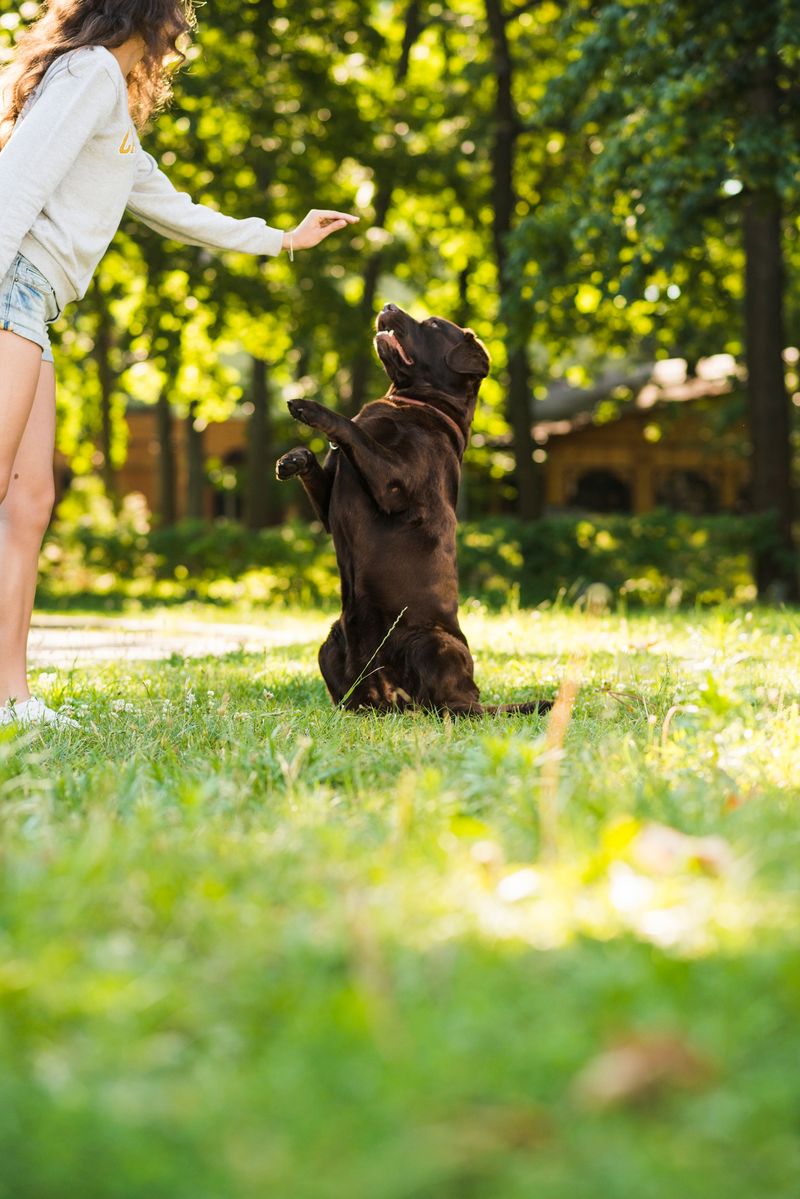 Protege las articulaciones de tu perro con los condroprotectores