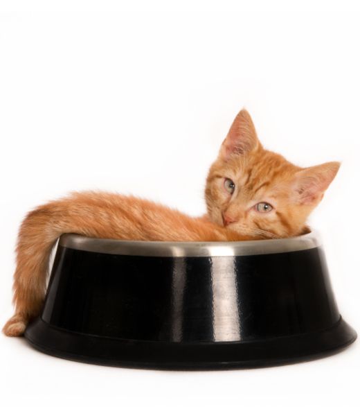 Comederos y bebederos