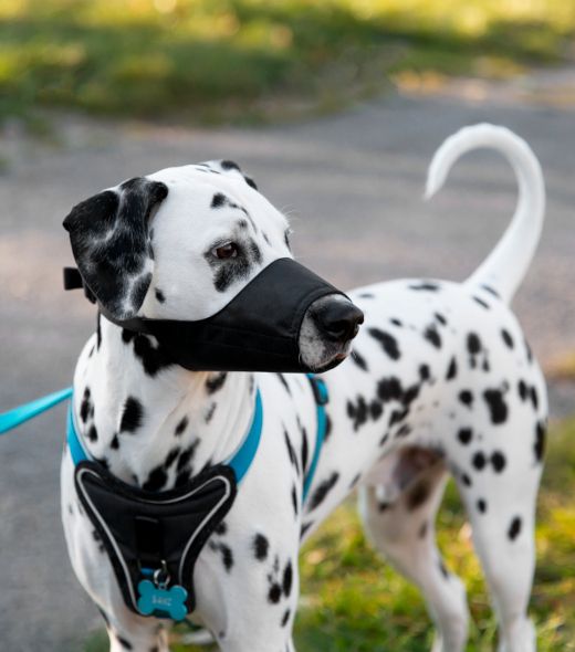 Correas, arneses y collares
