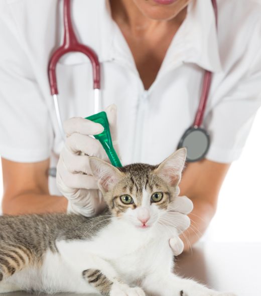 Cosmetica, salud e higiene