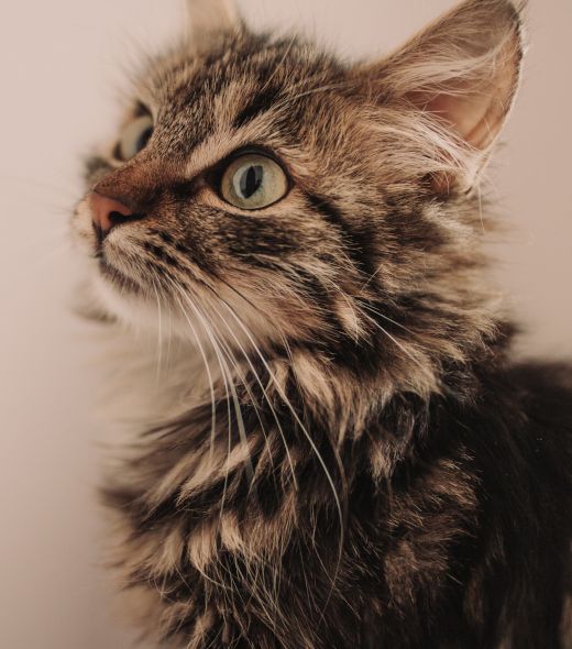 Gatos