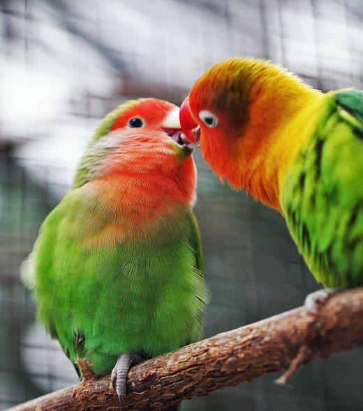 Pájaros