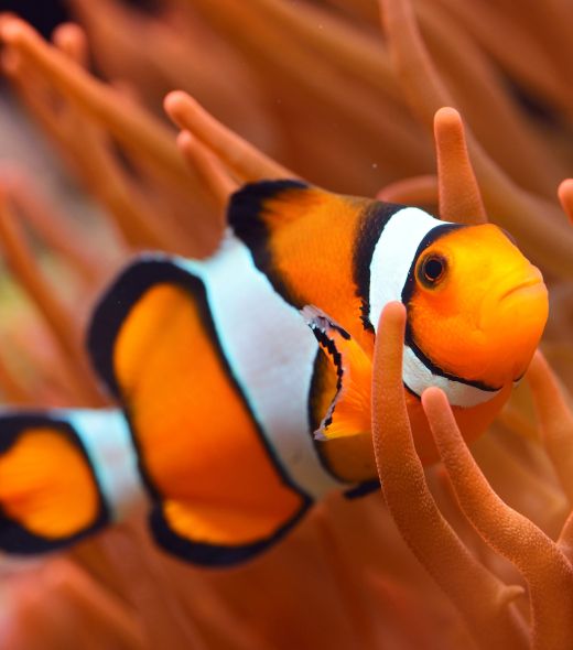 Peces