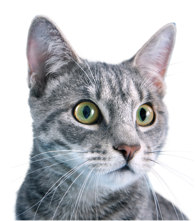 Gatos