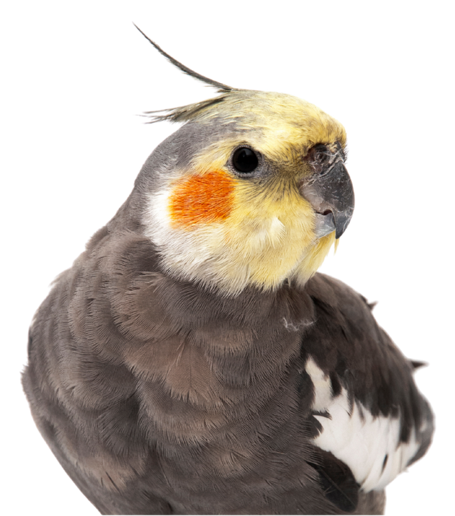 Pájaros