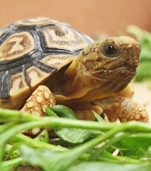 Tortugas y reptiles
