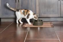 Fuente Mascotas Drinkwell, 1,2L