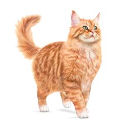 Royal Canin Ageing +11 Jelly, Pack 12 u x 85 gr