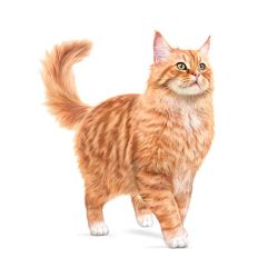 Royal Canin Ageing +11