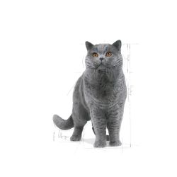 Royal Canin British Shorthair
