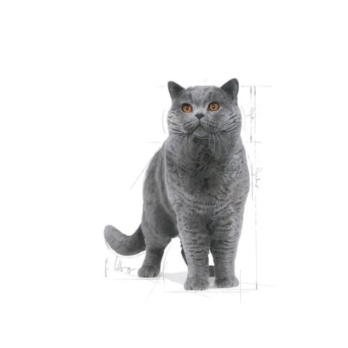 Royal Canin British Shorthair
