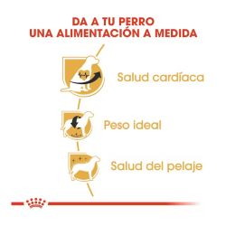 Royal Canin Cavalier King Charles, 3 Kg