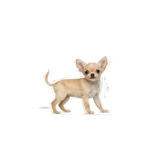 Royal Canin Chihuahua Puppy