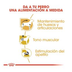 Royal Canin Dachshund, 12 x 85 Gr