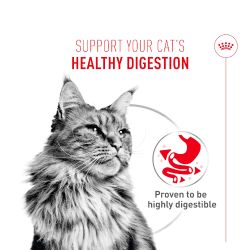 Royal Canin Digestive Care Mousse, 12 x 85 Gr
