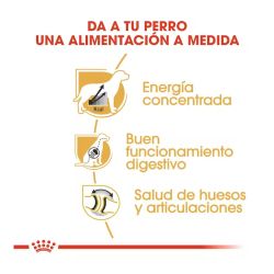 Royal Canin Gran Danés, 12 Kg