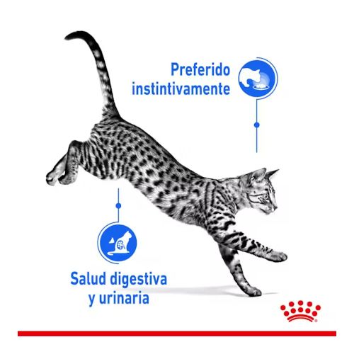 Royal Canin Indoor Sterilised In Jelly, 12 x 85 Gr