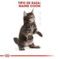 Royal Canin Kitten Maine Coon