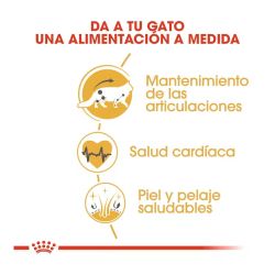 Royal Canin Maine Coon, 12 x 85 Gr