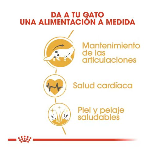 Royal Canin Maine Coon