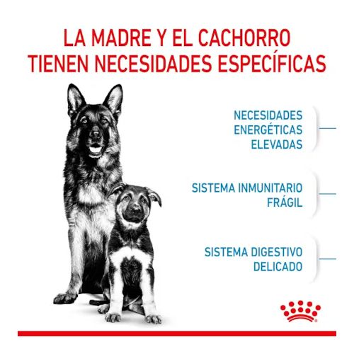 Royal Canin Maxi Starter