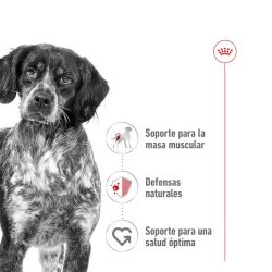 Royal Canin Medium Adult,  10 x 140 gr