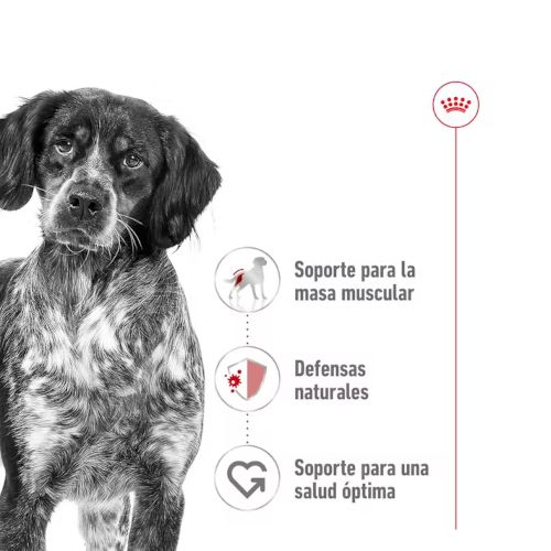 Royal Canin Medium Adult Lata, 12 x 410 Gr