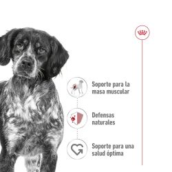 Royal Canin Medium Adult