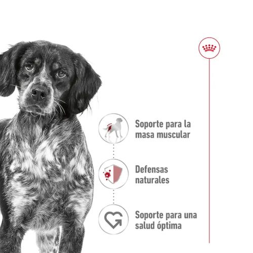 Royal Canin Medium Adult