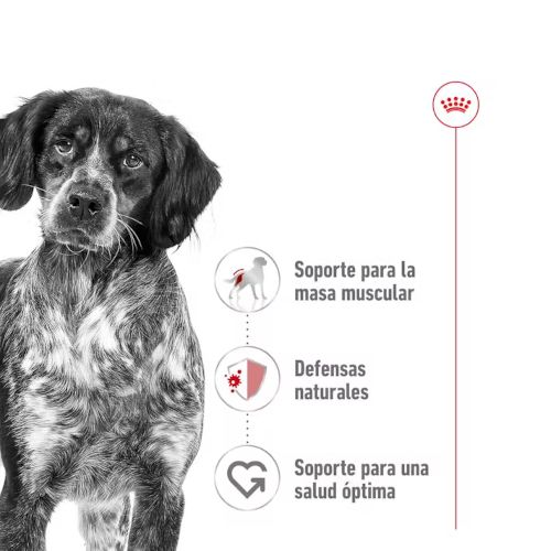 Royal Canin Medium Ageing, 10 x 140 gr