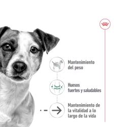 Royal Canin Mini Ageing, 12 x 85 Gr