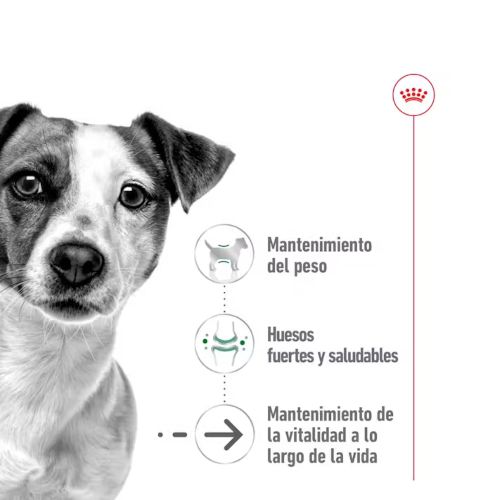 Royal Canin Mini Ageing, 12 x 85 Gr