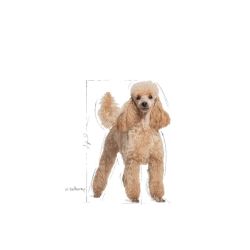 Royal Canin Poodle, 12 x 85 Gr