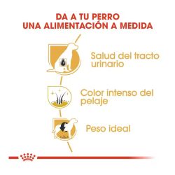 Royal Canin Schnauzer Miniature Adult