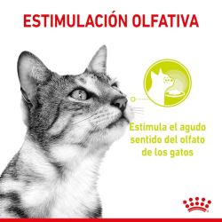 Royal Canin Sensory Smell, 12 x 85 Gr