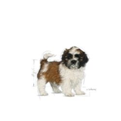 Royal Canin Shih Tzu Puppy, 1.5 kg
