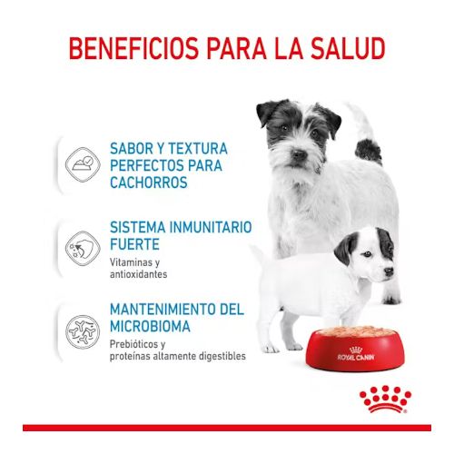 Royal Canin Starter Mousse, 12 x 195 Gr
