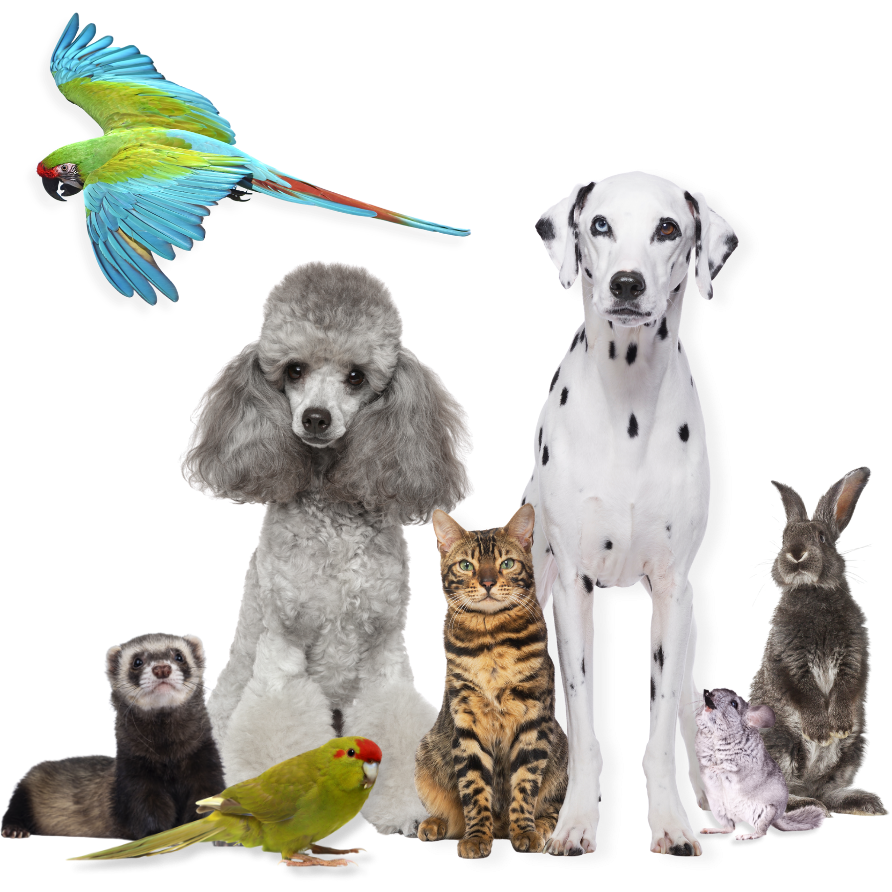 Mascotas